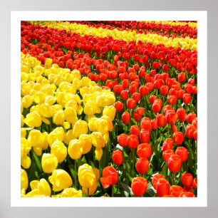 Póster Jardín de Tulip