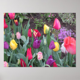 Póster Jardín de tulipanes