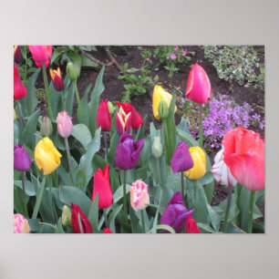 Póster Jardín de tulipanes