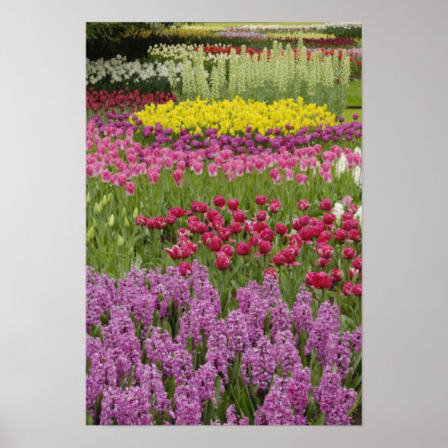 Póster Jardín de tulipanes, daffodils e jacinto (Frente)
