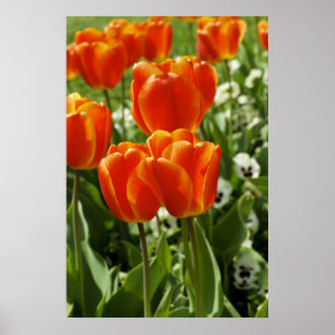 Póster Jardín de Tulipanes de Primavera