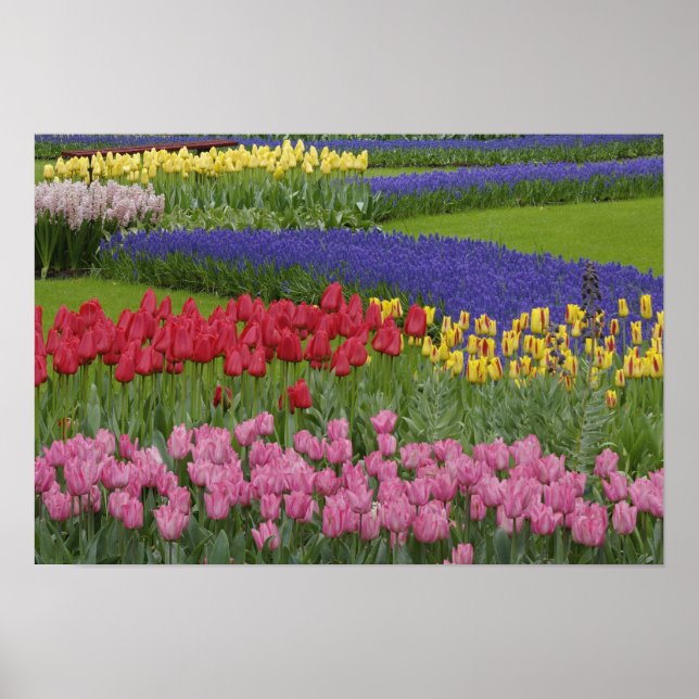 Póster Jardín de tulipanes, Hyacinth de uva y (Frente)