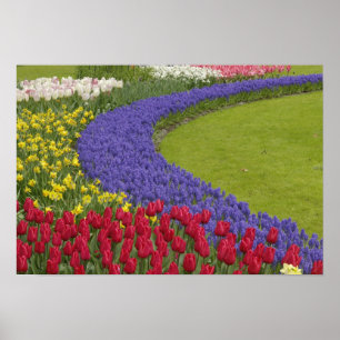 Póster Jardín de tulipanes, jacintos de uva y narcisos,