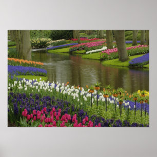 Póster Jardín de tulipanes y jacintos, Jardines Keukenhof