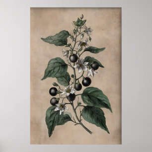 Póster Jardín de venenos victoriano, planta de Belladonna