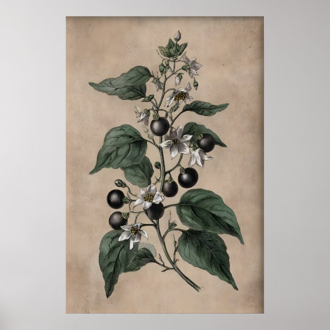 Póster Jardín de venenos victoriano, planta de Belladonna (Frente)