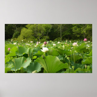 Póster Jardín de verano de Lotus Flowers