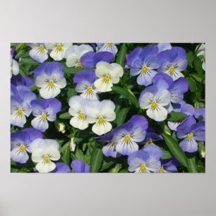 Póster Jardín Floral de Pensamientos Morados