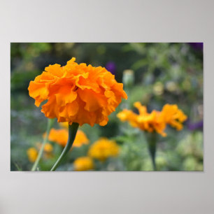 Póster Jardín fotográfico de la naturaleza de la flor del