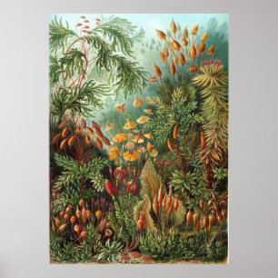 Póster Jardín Haeckel