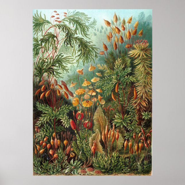 Póster Jardín Haeckel (Frente)