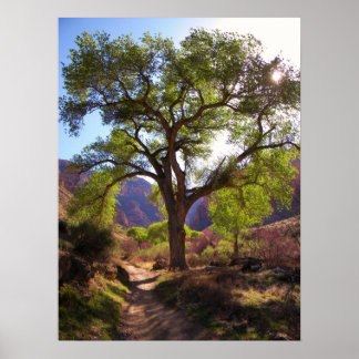 Póster Jardín Indio