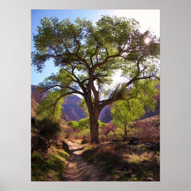 Póster Jardín Indio (Frente)