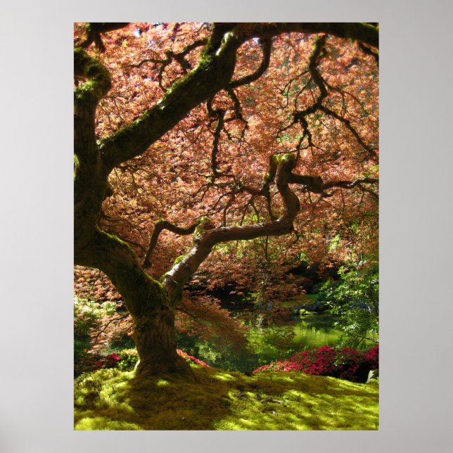Póster Jardín Portland de Acer Palmatum de Maple Japonés (Frente)