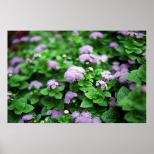 Póster Jardín púrpura