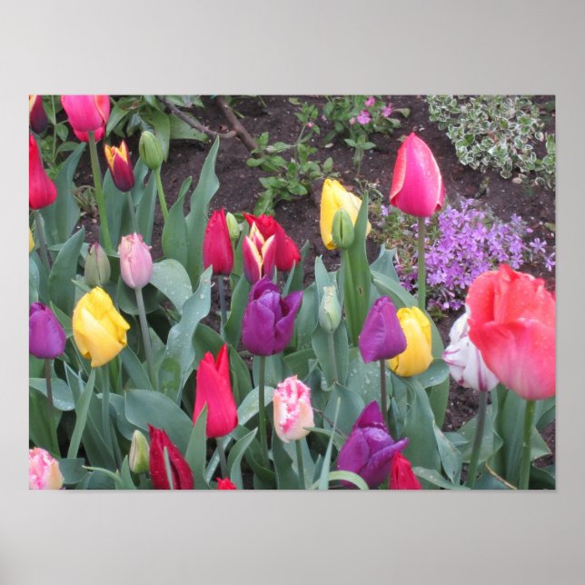 Póster Jardín Tulip (Frente)