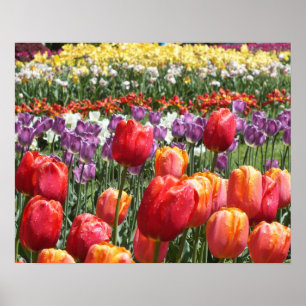 Póster Jardín Tulip de Primavera