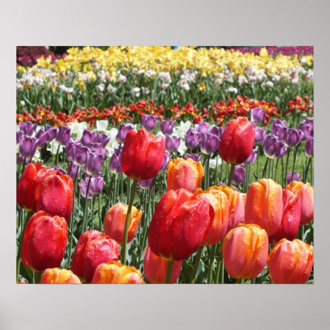 Póster Jardín Tulip de Primavera (Frente)