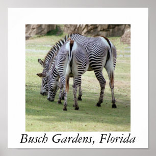 Póster Jardines de Busch, la Florida