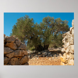 Póster Jardines de oliva de Lun