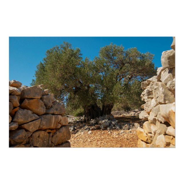 Póster Jardines de oliva de Lun (Anverso)