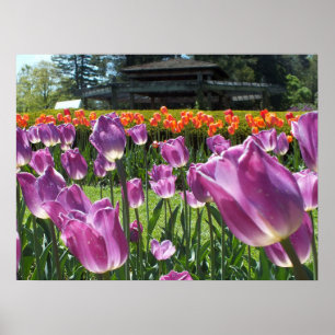 Póster Jardines de Tulips Elizabeth Park morado y Naranja