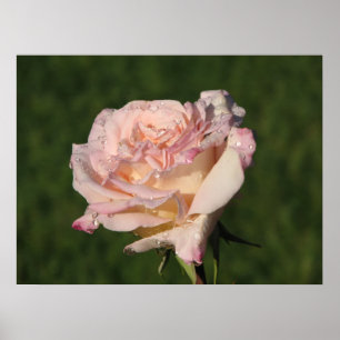 Póster Jardins de Bagatelle Hybrid Tea Rosa 054