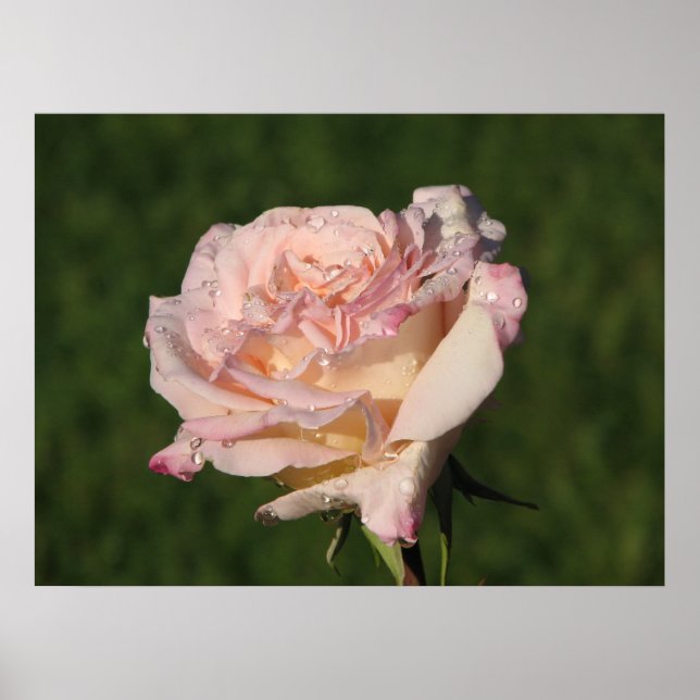 Póster Jardins de Bagatelle Hybrid Tea Rosa 054 (Frente)