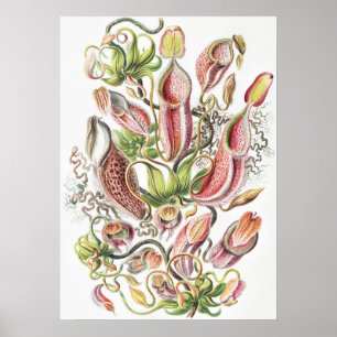 Póster Jarra de planta de botánica vintage de Ernst Haeck