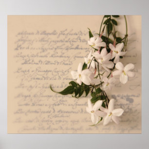 Póster jasmine en el poster de escritura a mano de escrit