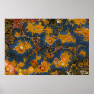 Póster Jasper de amapola