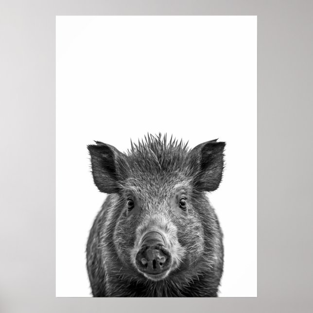 Póster Javelina Peccary pig Desert Retrato blanco negro (Frente)