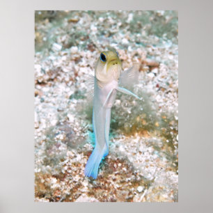 Póster Jawfish