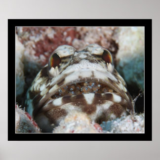 Póster Jawfish con huevos
