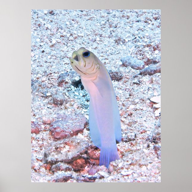 Póster Jawfish de cabeza amarilla con boquilla (Frente)