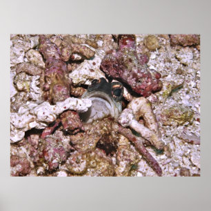 Póster Jawfish Peeking