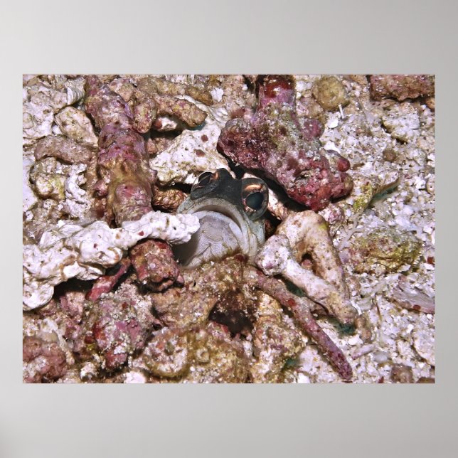 Póster Jawfish Peeking (Frente)