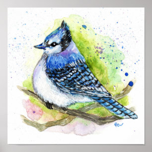 Póster Jay azul