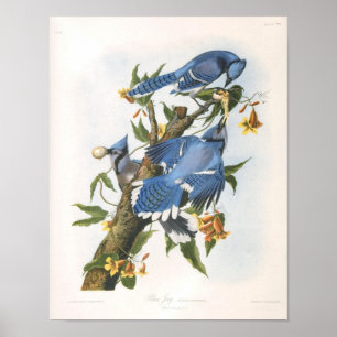 Póster Jay azul, Bella Artes John James Audubon