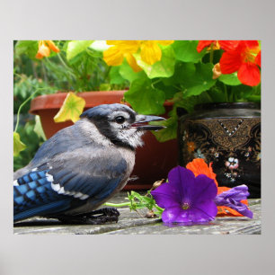 Póster Jay azul con flores