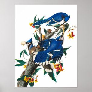 Póster Jay azul de John James Audubon