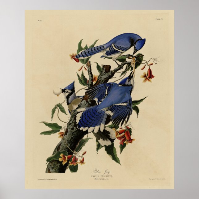 Póster Jay azul - Los pájaros de Estados Unidos de John J (Frente)