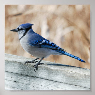 Póster Jay azul perfilado