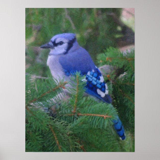 Póster Jay azul pintado (Frente)