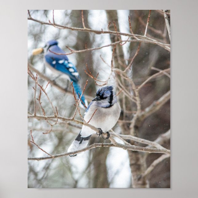 Póster Jay Bird Azul (Frente)