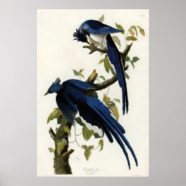 Póster Jay Birds of America de Columbia por James Audubon