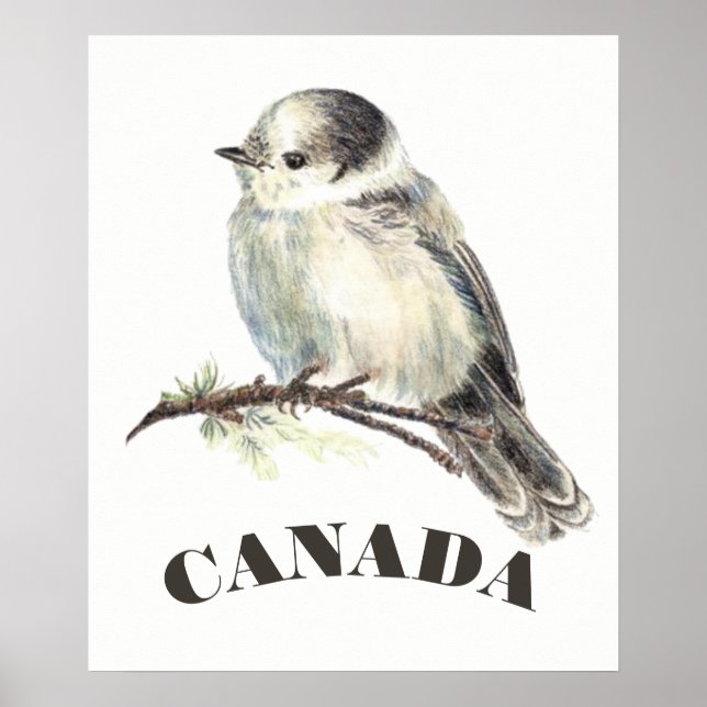 Póster Jay Gris gris pájaro de Canadá, Whiskey Jack (Frente)
