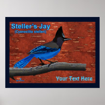 Jay On Inner Birch Bark Poster de Steller