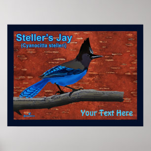Póster Jay On Inner Birch Bark Poster de Steller