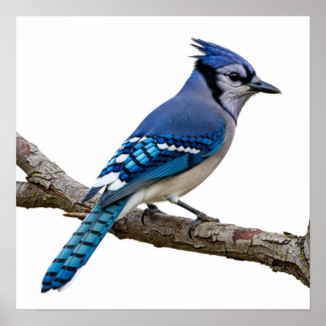 Póster Jay Vivid Blue (Frente)